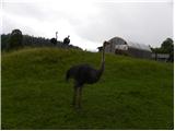 Ostrich (Struthio camelus)